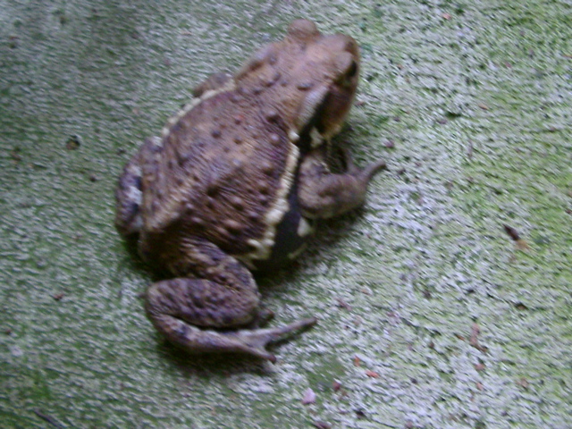 IMGP6816.JPG