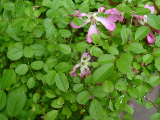 IMGP6818.JPG