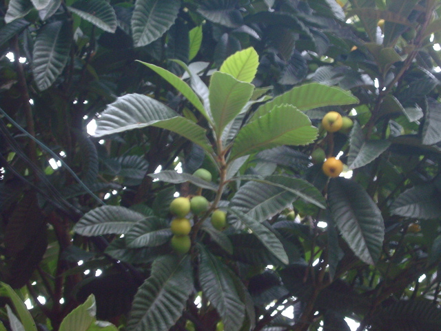 IMGP6824.JPG
