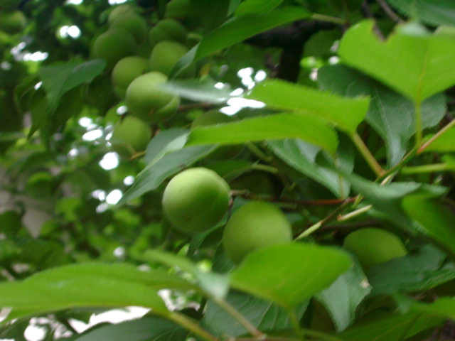 IMGP6826.JPG