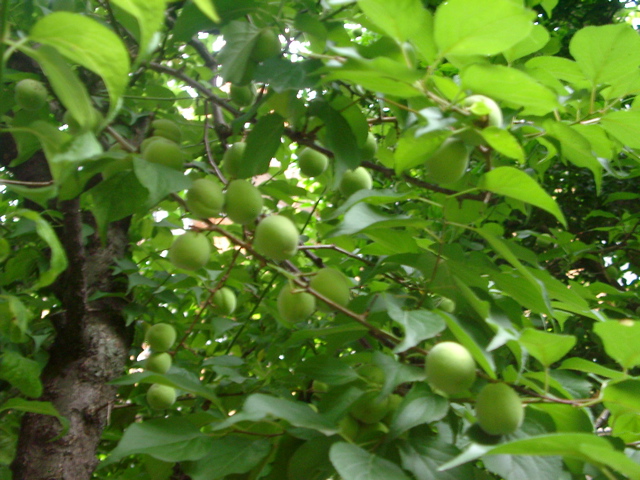 IMGP6827.JPG