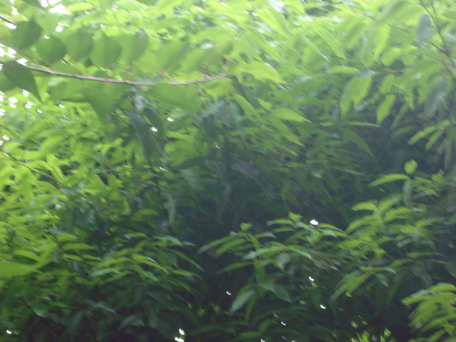 IMGP6828.JPG