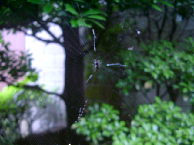 IMGP6830.JPG