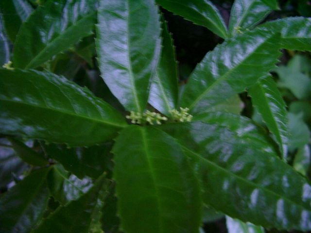 IMGP6834.JPG