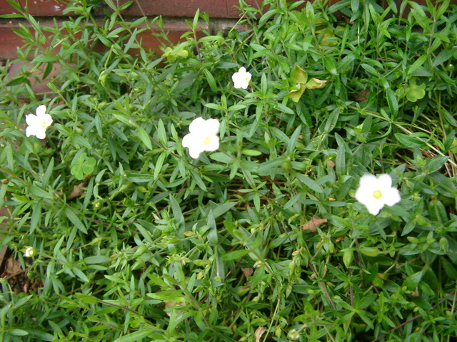 IMGP6804.JPG