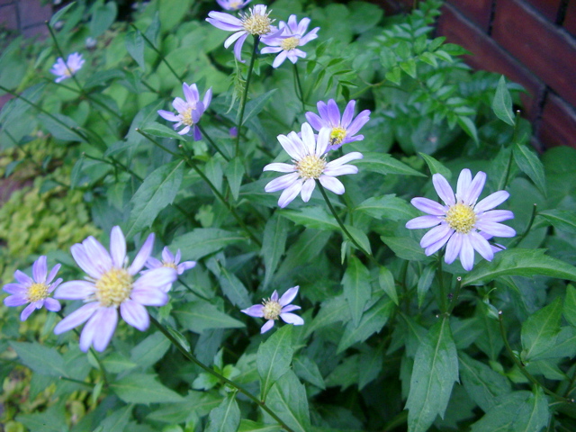 IMGP6806.JPG