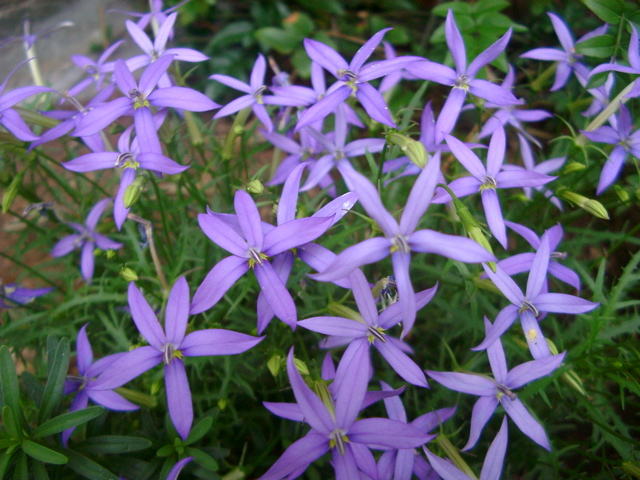 IMGP6807.JPG
