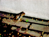 IMGP6798.JPG