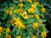 IMGP6808.JPG