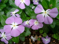 IMGP6809.JPG