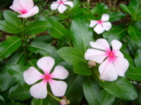 IMGP6810.JPG