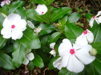 IMGP6811.JPG