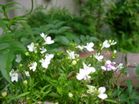 IMGP6812.JPG