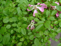 IMGP6818.JPG