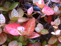 IMGP6819.JPG