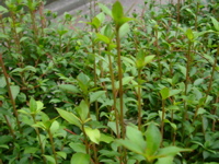 IMGP6820.JPG