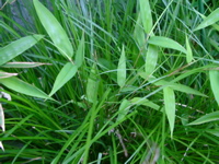 IMGP6821.JPG