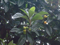 IMGP6824.JPG