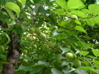 IMGP6827.JPG