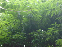IMGP6828.JPG