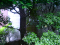 IMGP6830.JPG