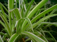 IMGP6832.JPG