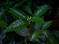 IMGP6833.JPG