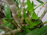 IMGP6835.JPG