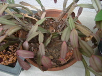 IMGP6836.JPG