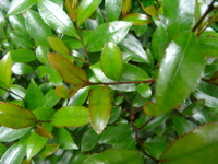 IMGP6837.JPG