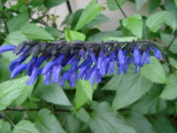 IMGP6802.JPG