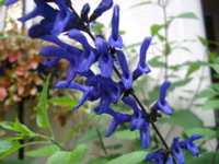 IMGP6803.JPG