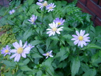 IMGP6806.JPG