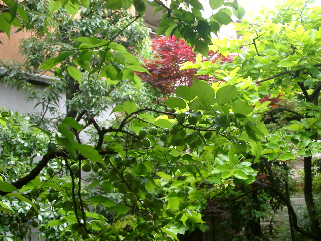 IMGP6759.JPG