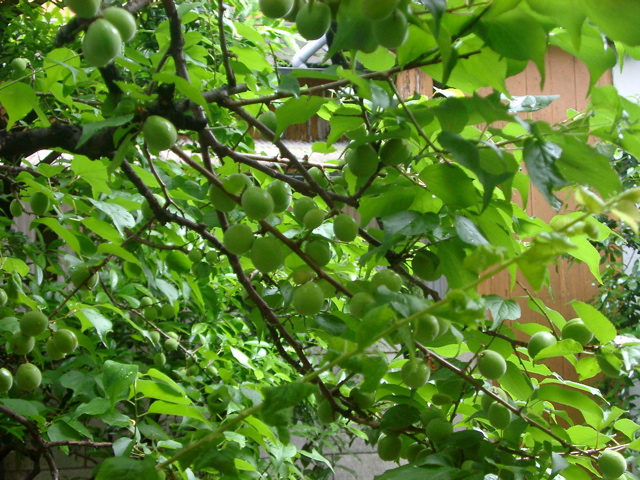 IMGP6760.JPG