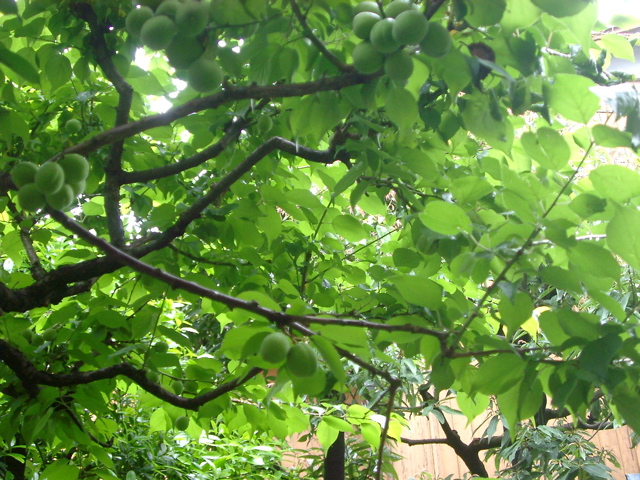IMGP6761.JPG