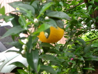 mikan