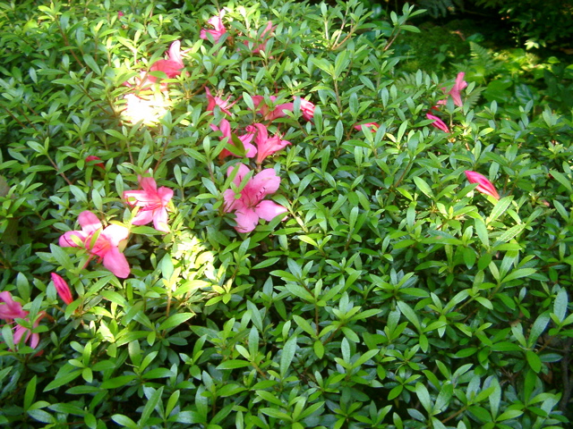 IMGP6767.JPG