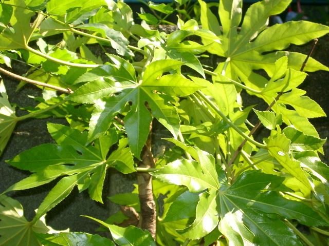 IMGP6771.JPG