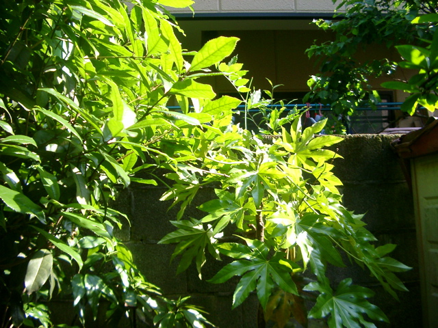 IMGP6772.JPG