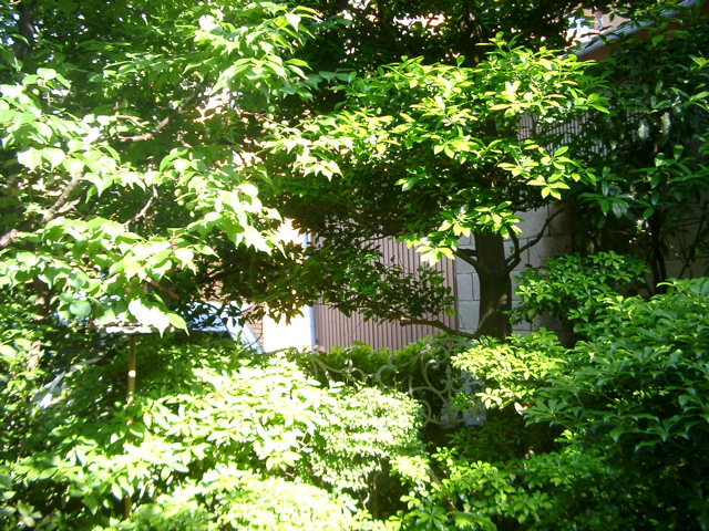 IMGP6774.JPG