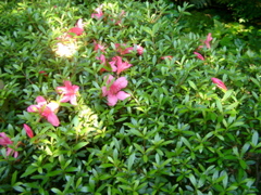 IMGP6767.JPG