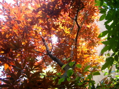 IMGP6768.JPG