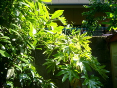 IMGP6772.JPG