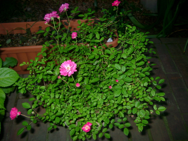 IMGP6778.JPG