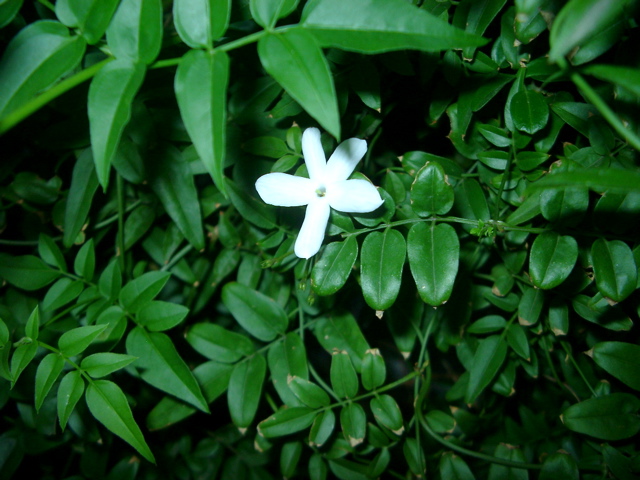 IMGP6789.JPG