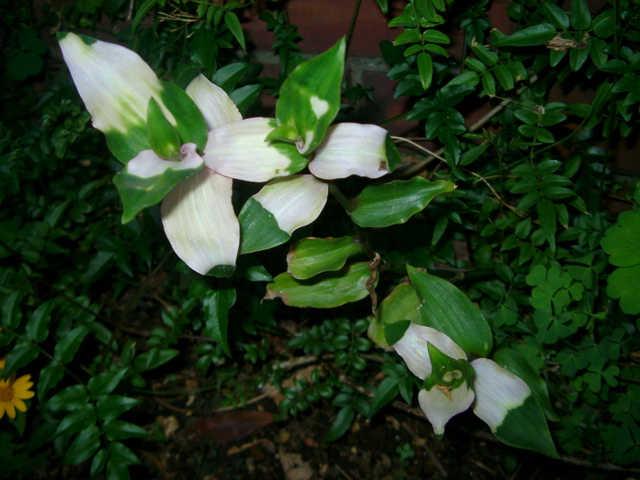 IMGP6790.JPG