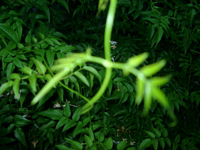 IMGP6791.JPG
