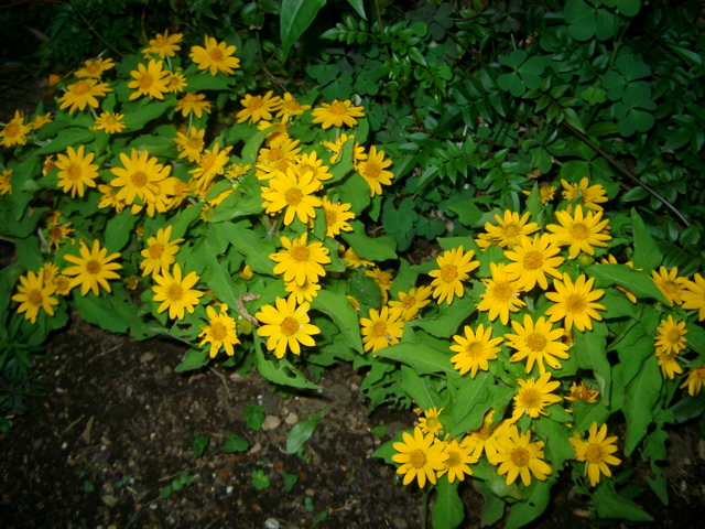 IMGP6780.JPG