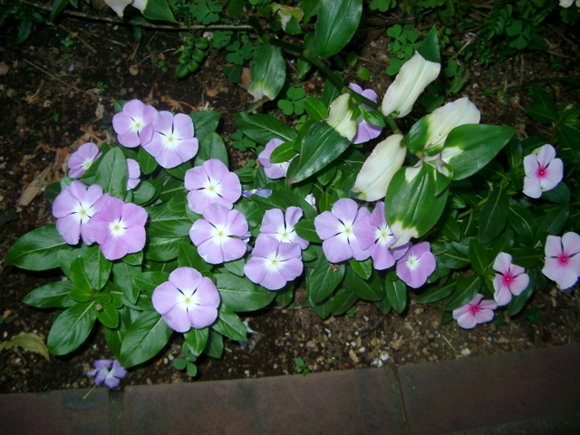 IMGP6781.JPG